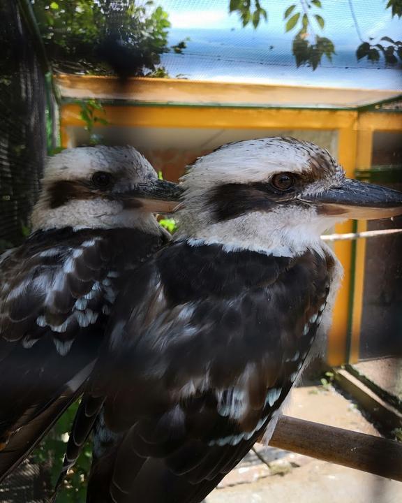 Gaststaette Zum Vogelpark